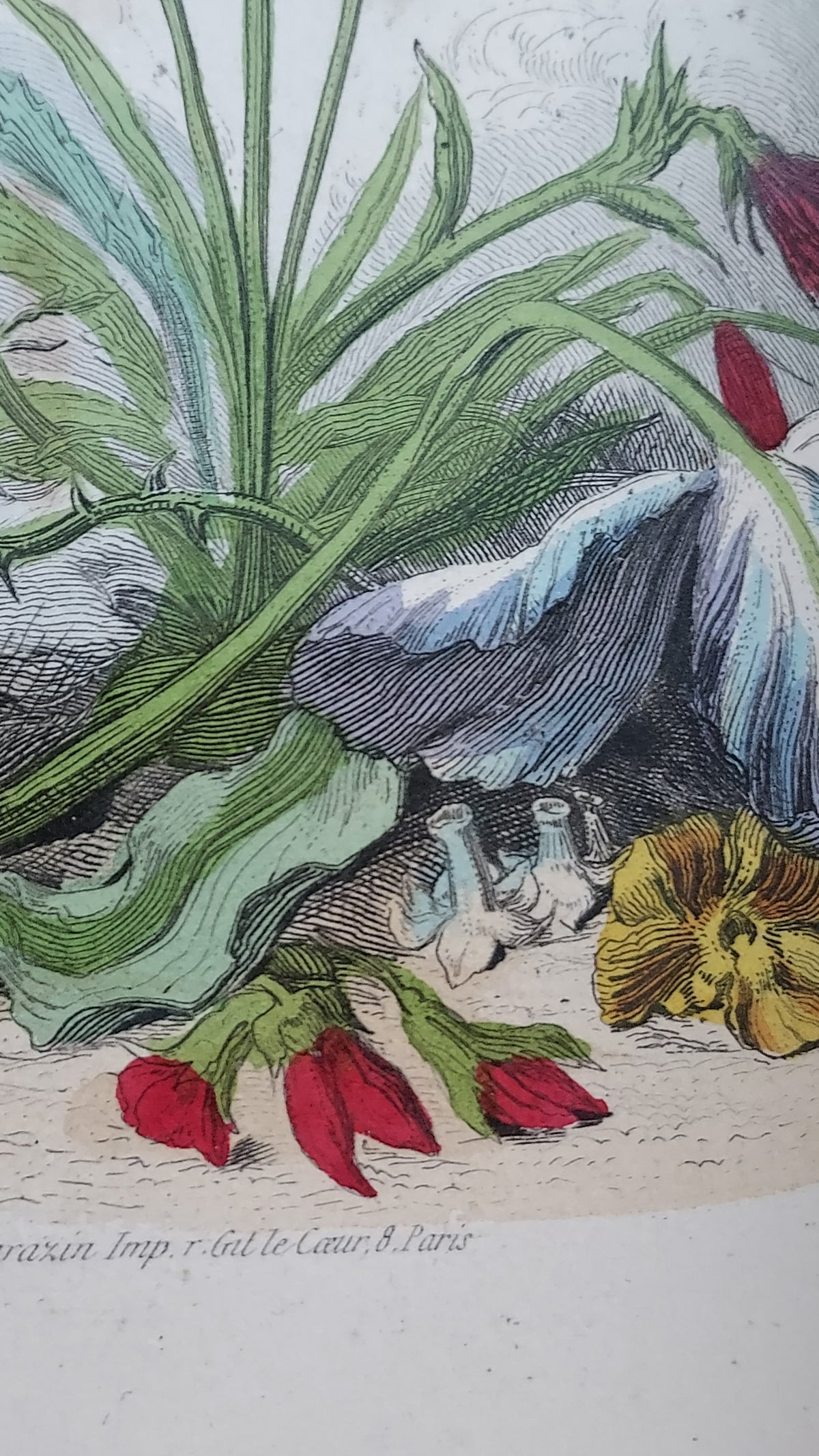 1867 Les Fleurs Animées | Grandville Brown Leather 2-Volume Set